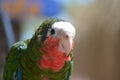 Beautiful Look at a Green and Red Conure Parrot Royalty Free Stock Photo