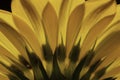 Great Looking Backlighted Yellow Daisy