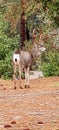 Great looking buck out in the sticks