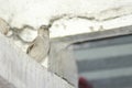 A great looking indian little sparrow in gray color feathers over a roof of a door in my house. Shy creature is small and fast