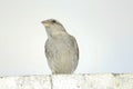 A great looking indian little sparrow in gray color feathers over a roof of a door in my house. Shy creature is small and fast