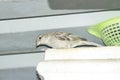 A great looking indian little sparrow in gray color feathers over a roof of a door in my house. Shy creature is small and fast