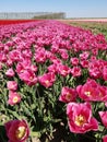 A great looking tulp field with some great colors