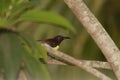 A great looking weaver bird hides behind the leave as I approached for a snap. This little curious, vulnerable creature is crafty.