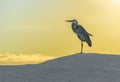 Great lue Heron, Galapagos Islands, Ecuador Royalty Free Stock Photo