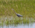Great lue heron walking by the pond Royalty Free Stock Photo
