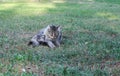 Great Maine Coon lying i wondering right in the camera