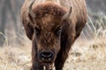 Great male Bison in field early winter front view