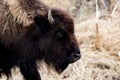 Great male Bison in field early winter