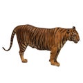 The great male tiger that does not live naturally,Isolated from the white background,Showing various gestures Royalty Free Stock Photo