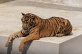 The great male tiger that does not live naturally,lying on the cement floor,Showing various gestures