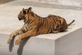 The great male tiger that does not live naturally,lying on the cement floor,Showing various gestures