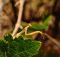 Great mantis religiosa hidden behind green leaves Royalty Free Stock Photo