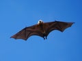 Great Mascarene Flying Fox in flight in mid air in blue sky Royalty Free Stock Photo
