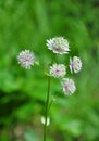 Great masterwort (Astrantia major)