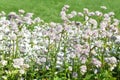 Beautiful flowers of great masterwort Astrantia major in a summer garden Royalty Free Stock Photo