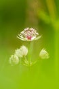 Great masterwort, Astrantia major