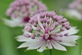 Great masterwort Astrantia major Royalty Free Stock Photo