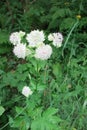 Great masterwort Astrantia major