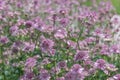 Great masterwort Astrantia major Pink promise field of flowers