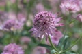 Great masterwort Astrantia major Pink promise flower Royalty Free Stock Photo