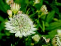 Great Masterwort Flower in a Field