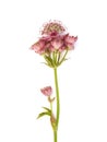 Great masterwort flowers (Astrantia major)
