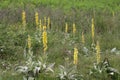 Great medicinal plant, called Divism with yellow blossoms. Royalty Free Stock Photo