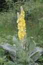 Great medicinal plant, called Divism with yellow blossoms. Royalty Free Stock Photo