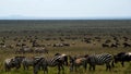 The great migration Royalty Free Stock Photo