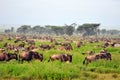 The Great Migration Royalty Free Stock Photo