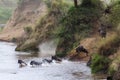 Great migration in action. Jumping from a steep bank to the river. Kenya, Africa