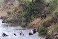 Great migration in action. Wildebeest jump from the cliff into the river. Kenya, Africa
