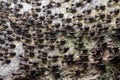 The great migration of ants colony on the forest floor Royalty Free Stock Photo