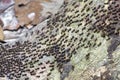 The great migration of ants colony