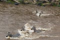 Great migration in Kenya. Zebras from Masai mara to Serengeti, Africa Royalty Free Stock Photo