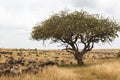 Great migration landscape. Kenya, Africa Royalty Free Stock Photo