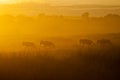 The great migration, Masai Mara, Kenya Royalty Free Stock Photo