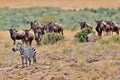 Great migration in Masai Mara