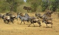 Great migration in Masai Mara