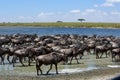 The Great Migration in the Serengeti Royalty Free Stock Photo