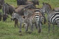 Great Migration Serengeti Gnu Wildebeest Zebra Connochaetes taurinus