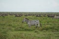 Great Migration Serengeti Gnu Wildebeest Zebra Connochaetes taurinus