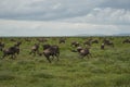 Great Migration Serengeti Gnu Wildebeest Zebra Connochaetes taurinus