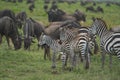 Great Migration Serengeti Gnu Wildebeest Zebra Connochaetes taurinus