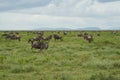 Great Migration Serengeti Gnu Wildebeest Zebra Connochaetes taurinus