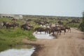 Great Migration Serengeti Gnu Wildebeest Zebra Connochaetes taurinus Royalty Free Stock Photo