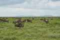 Great Migration Serengeti Gnu Wildebeest Zebra Connochaetes taurinus Royalty Free Stock Photo