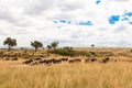 Great migration on the Serengeti plains. Masai Mara, Africa