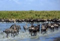 The Great Migration in the Serengeti - Wildebeest and Zebras Royalty Free Stock Photo